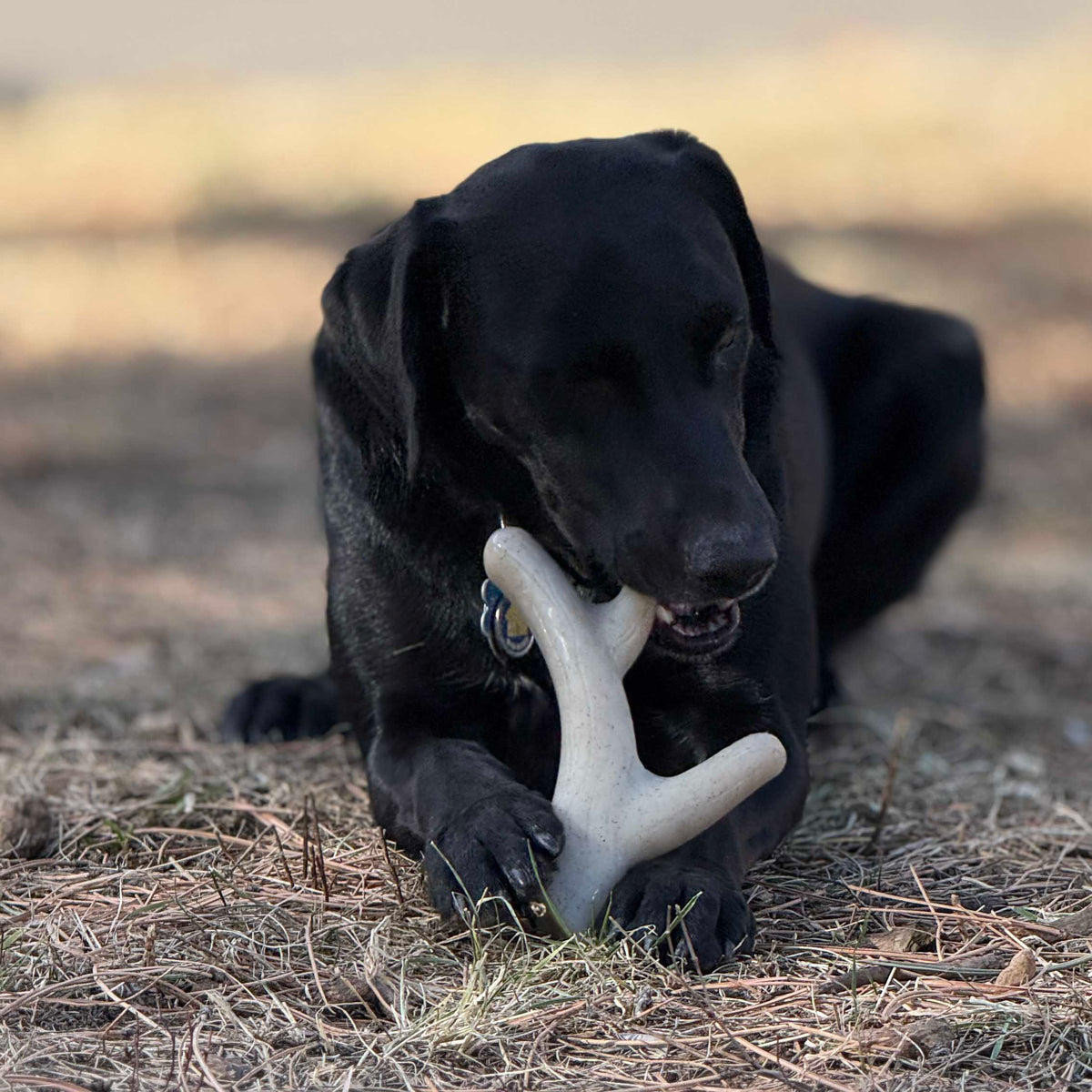 Ever Antler Nylon Chew Bone | Elk Antler Shaped Dog Toy for Aggressive Chewers | SodaPup