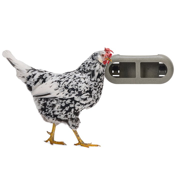 Chicken Feeder with Velcro Attachments – 100% Recycled, Eco-Friendly